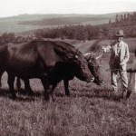 H B Newmarch with his cattle