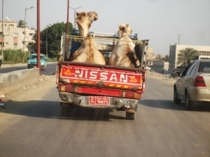 Camels