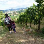 A wander through the vineyard - Dezi Winery
