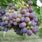 Dezi Winery - on the vine