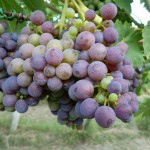 Dezi Winery - on the vine