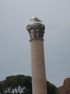 A seagull on a pillar in the Roman Forum