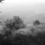 Trees, bushes and long view, two walkers