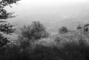 Trees, bushes and long view, two walkers