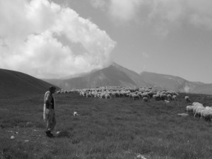 Shepherd and flock